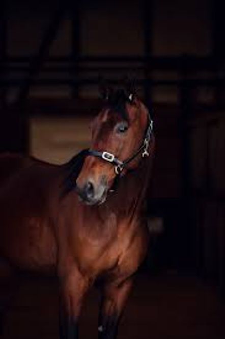 Hovedbilde Finntack Elite lærgrime med spenne over nesen. - ...