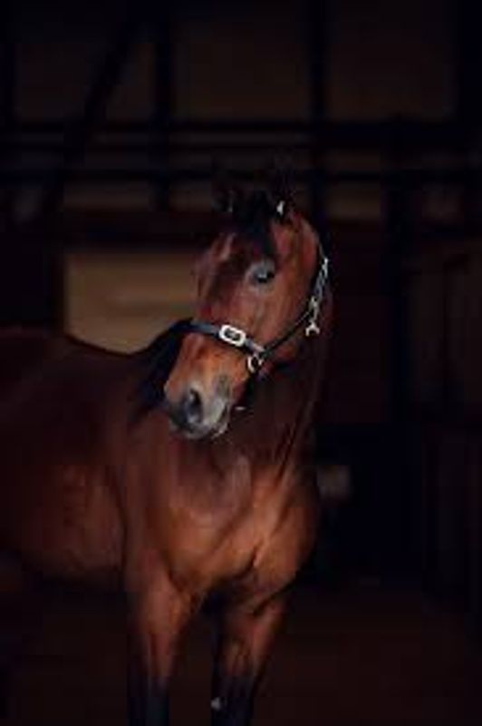 Finntack Elite lærgrime med spenne over nesen. - Brun