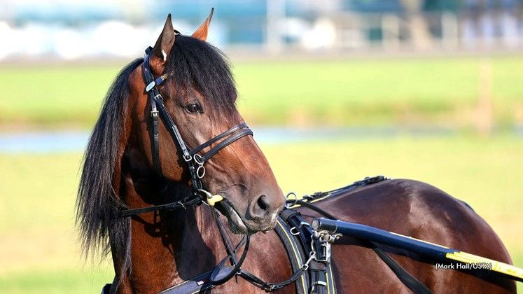 utstyr til travhesten